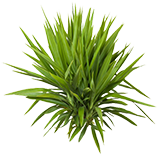 Yucca Plant Official 7 Days to Die Wiki