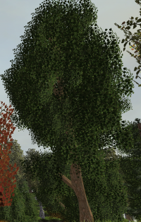 OakTree.png