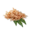 YuccaSeed.png