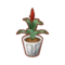 Int plt ananas.png