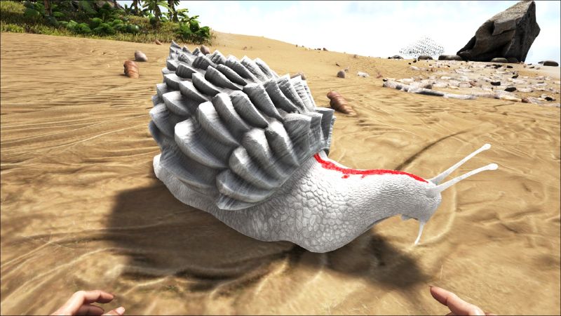 File:Achatina PaintRegion4.jpg