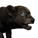 Panther Cub (Pet) - Official Conan Exiles Wiki