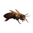 Queen Bee - Official Conan Exiles Wiki