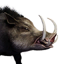 Boar (Pet) - Official Conan Exiles Wiki