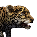 Jaguar Cub (Pet) - Official Conan Exiles Wiki