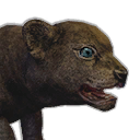 Lion Cub (Pet) - Official Conan Exiles Wiki