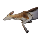 Gazelle Carcass - Official Conan Exiles Wiki