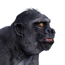 Gorilla Infant (Pet) - Official Conan Exiles Wiki