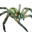 Icon pet Spider Green.png
