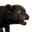 Icon baby Panther.png