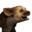 Spotted Hyena Whelp (Pet) - Official Conan Exiles Wiki