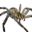 Icon pet Spider Grey.png