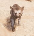 Striped Hyena Cub - Official Conan Exiles Wiki