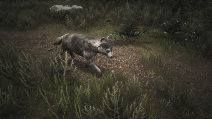Wolf Puppy - Official Conan Exiles Wiki