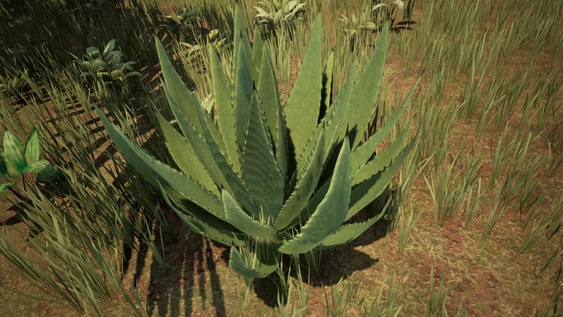 File:Aloe.jpg