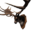 Icon trophy elk king.png