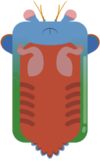 Mantis Shrimp.png
