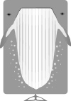 Whale.png