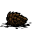 Pine Cone.png