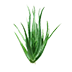 Aloe Vera Sprout - Official Empyrion: Galactic Survival Wiki
