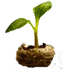 Pumpkin Sprout - Official Empyrion: Galactic Survival Wiki