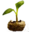 Pumpkin Sprout - Official Empyrion: Galactic Survival Wiki
