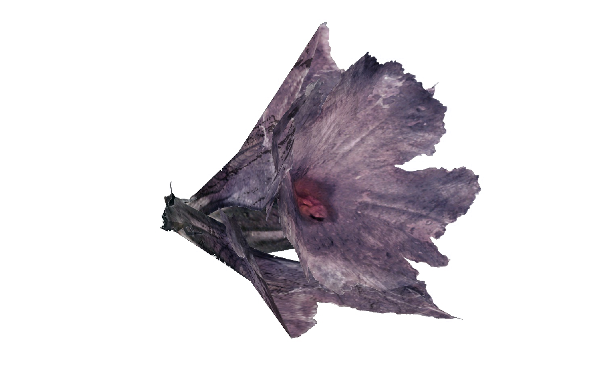 Melon blossom The Vault Fallout Wiki Everything you need to know