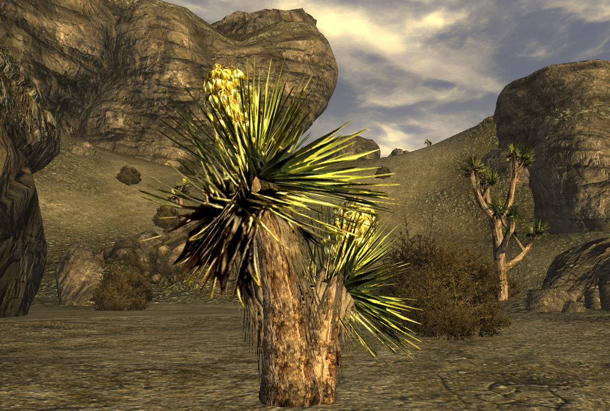 Mojave yucca The Vault Fallout Wiki Everything you need to know