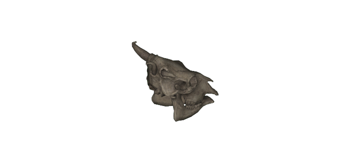 Brahmin skull (Fallout 4) The Vault Fallout Wiki Everything you