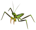 Giant mantis.png