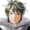 Stahl Viridian Knight Face FC.webp