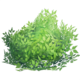 Consumable bush.png