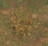 Env wheat.jpg