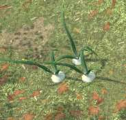 Env onion.jpg