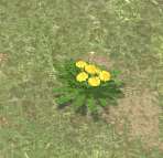 Env dandelions.jpg