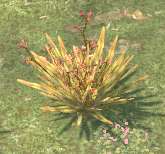 Env plant fibers.jpg