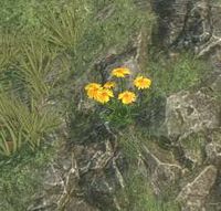 Env arnica.jpg
