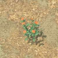Env milkweed.jpg