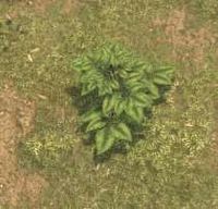 Env raspberries.jpg
