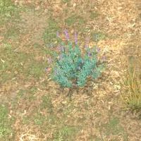 Env lavender.jpg