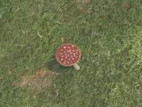 Env amanita mushroom.jpg