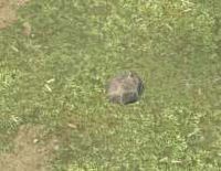Env small stone.jpg