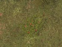Env strawberries.jpg