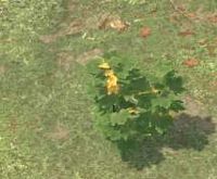 Env currant.jpg