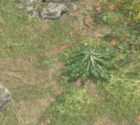 Env mandrake root.jpg