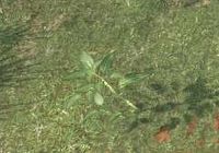 Env bitterleaf.jpg