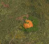 Env pumpkin.jpg
