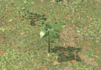 Env nightshade berries.jpg