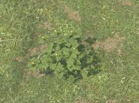 Env gooseberries.jpg