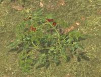 Env tomato.jpg